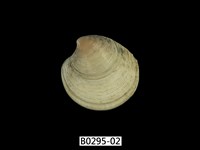 藏品(日本鏡文蛤)的圖片